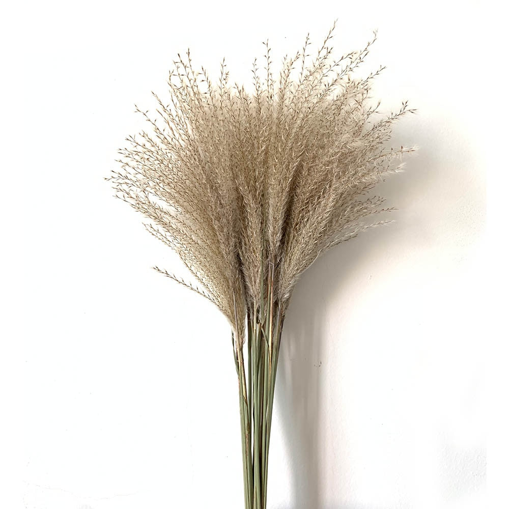 real pampas grass decor natural dried flowers plants