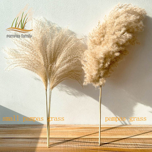 real pampas grass decor natural dried flowers plants