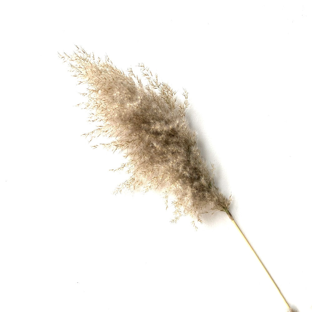 real pampas grass decor natural dried flowers plants