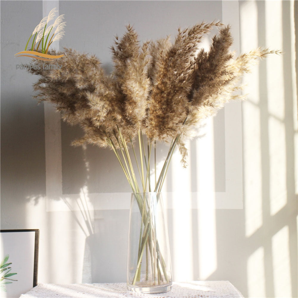 real pampas grass decor natural dried flowers plants