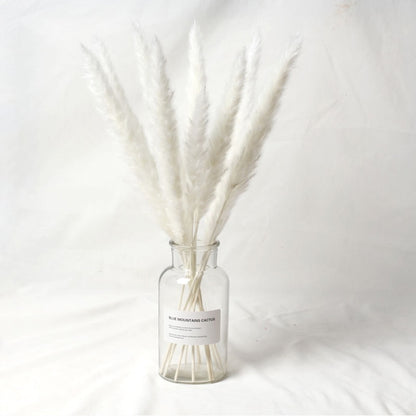 15pcs Natural Dried Pampas Grass Reed Phragmites Dry Flower Plant