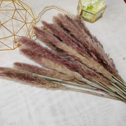 15pcs Natural Dried Pampas Grass Reed Phragmites Dry Flower Plant