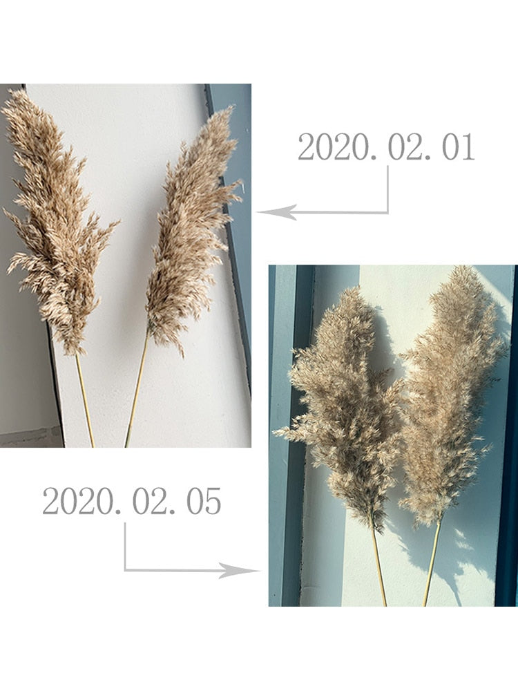 real pampas grass decor natural dried flowers plants