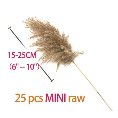 real pampas grass decor natural dried flowers plants