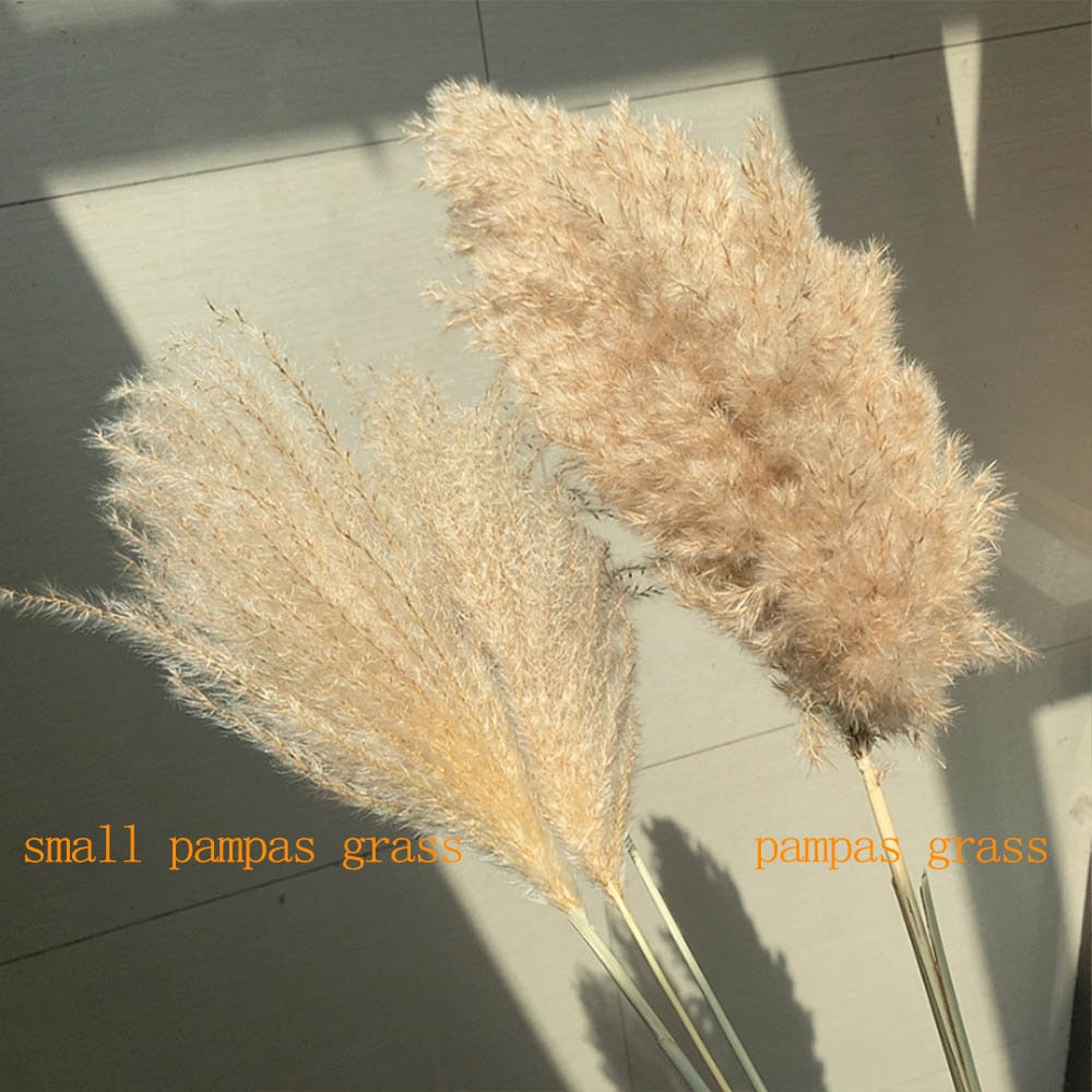 real pampas grass decor natural dried flowers plants