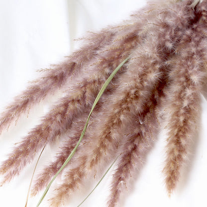 15pcs Natural Dried Pampas Grass Reed Phragmites Dry Flower Plant