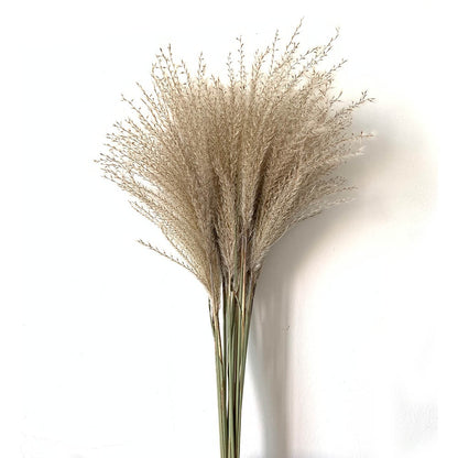 real pampas grass decor natural dried flowers plants