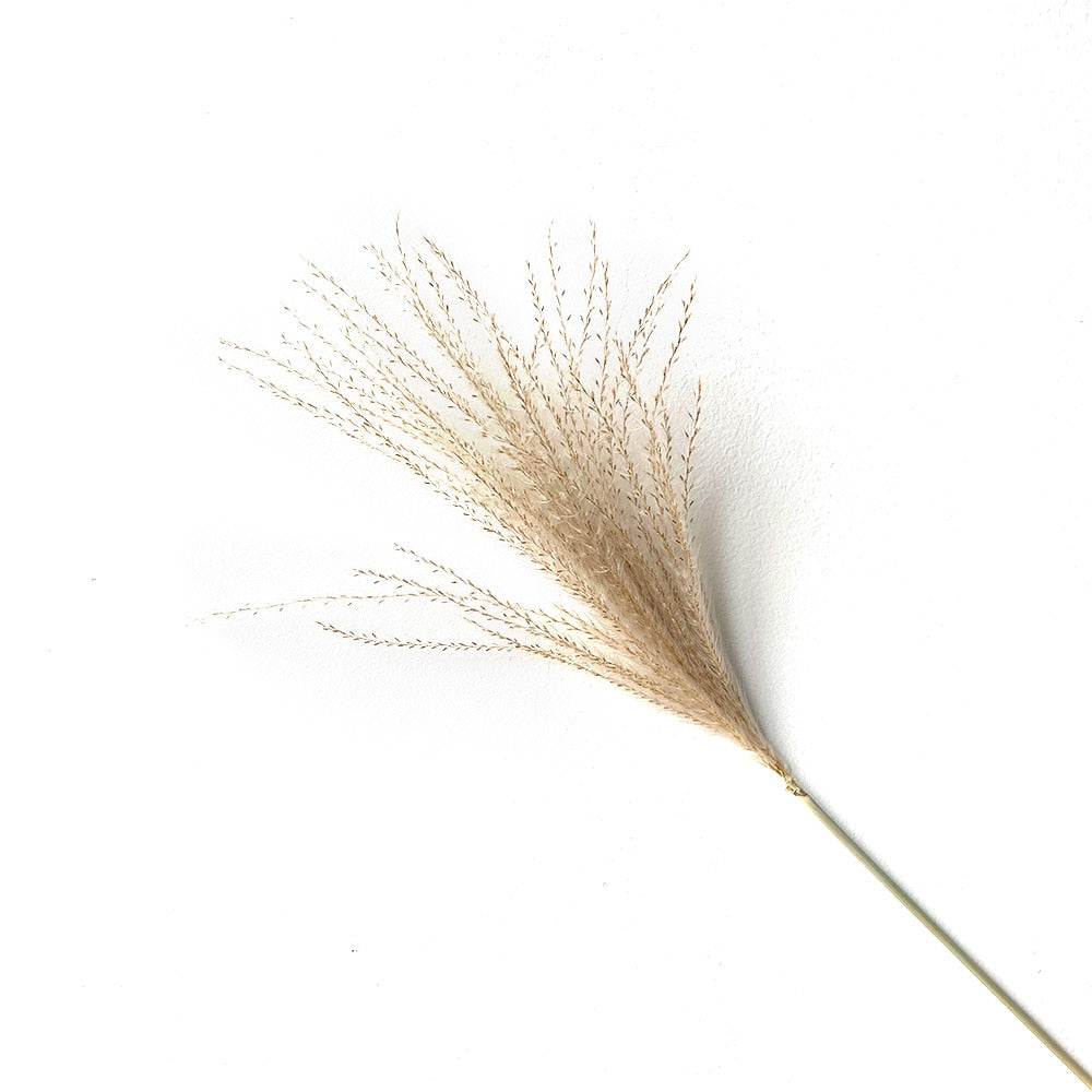 real pampas grass decor natural dried flowers plants